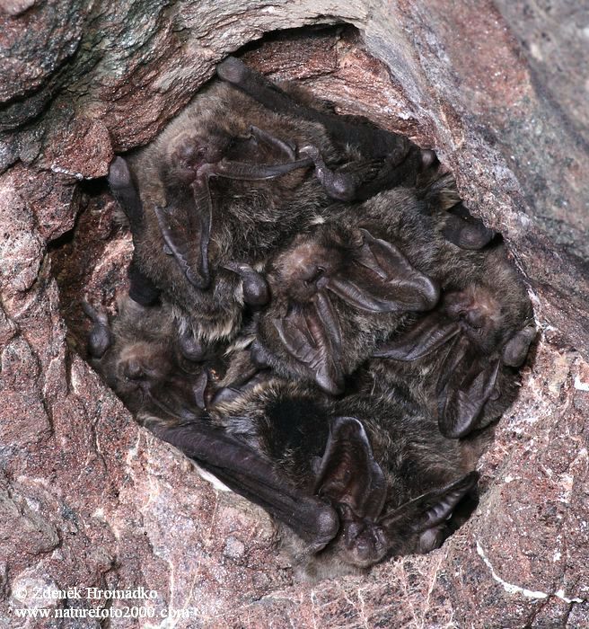 netopýr černý, Barbastella barbastellus, Vespertilionidae, Chiroptera (Savci, Mammalia)