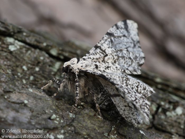 drsnokřídlec březový, Biston betularia (Motýli, Lepidoptera)