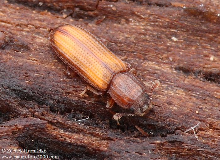 dřevožrout zejkovaný, Bitoma crenata, Zopheridae (Brouci, Coleoptera)