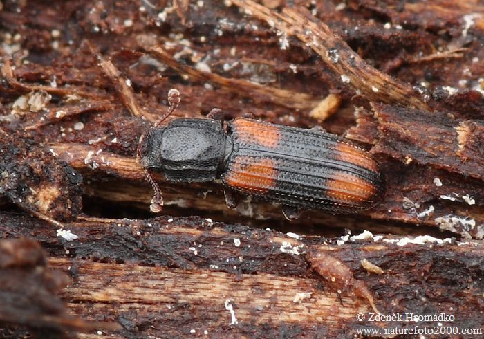 dřevožrout zejkovaný, Bitoma crenata, Zopheridae (Brouci, Coleoptera)