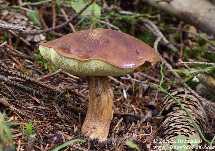 Bay Boletus, Boletus badius, Boletaceae (Mushrooms, Fungi)