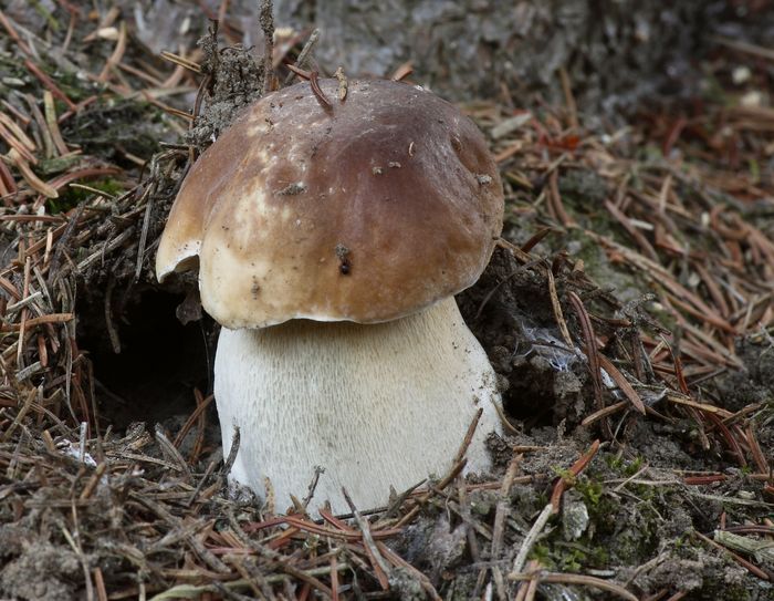 Penny Bun, Boletus edulis, Boletaceae (Mushrooms, Fungi)