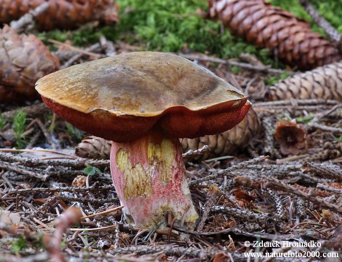 , Boletus erythropus, Boletaceae (Mushrooms, Fungi)