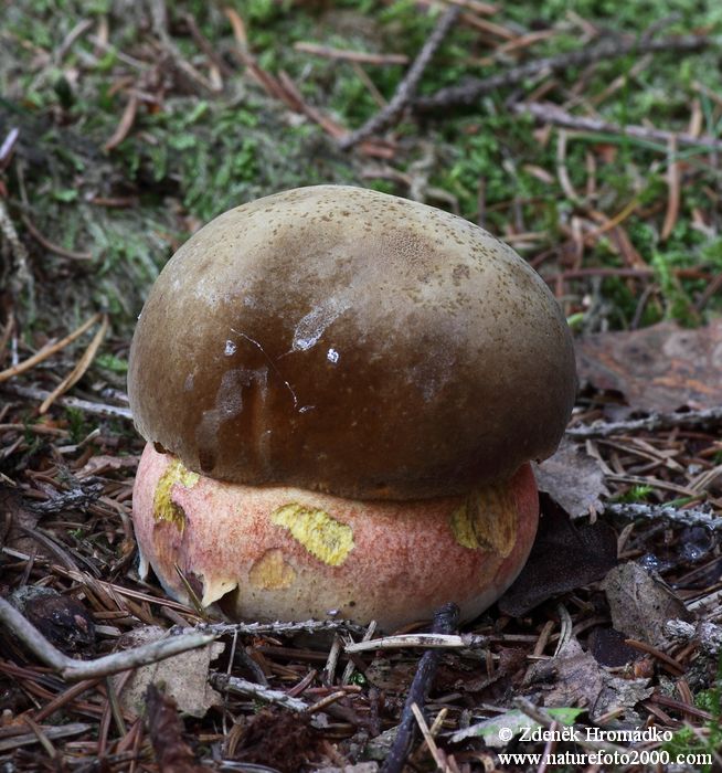 , Boletus erythropus, Boletaceae (Mushrooms, Fungi)