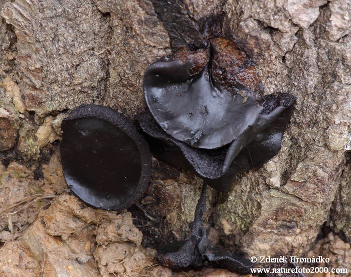 Black Bulgar, Bulgaria inquinans (Mushrooms, Fungi)