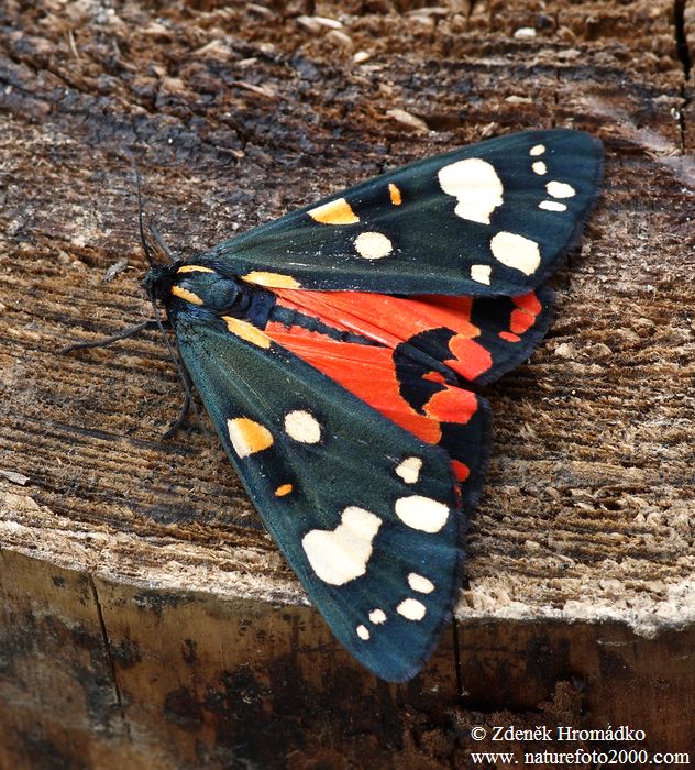 přástevník hluchavkový, Callimorpha dominula (Motýli, Lepidoptera)