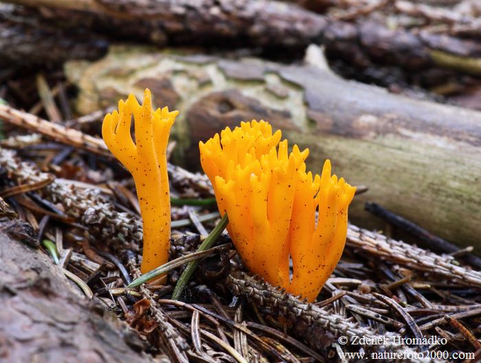 Yellow Stagshorn, Calocera viscosa (Mushrooms, Fungi)