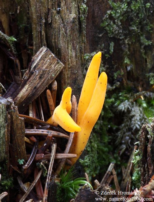 krásnorůžek lepkavý, Calocera viscosa (Houby, Fungi)