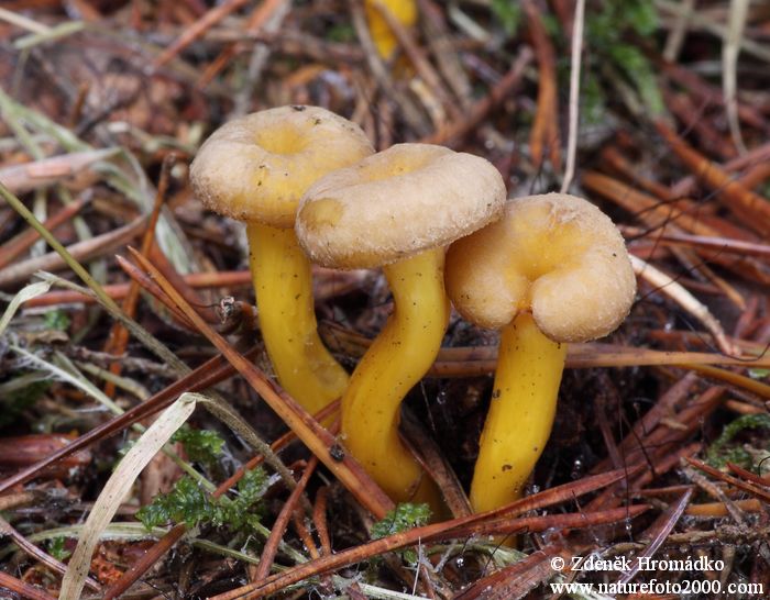 Winter Chanterelle, Cantharellus tubaeformis (Mushrooms, Fungi)