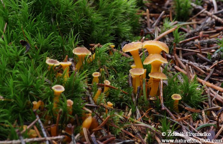 liška nálevkovitá, Cantharellus tubaeformis (Houby, Fungi)