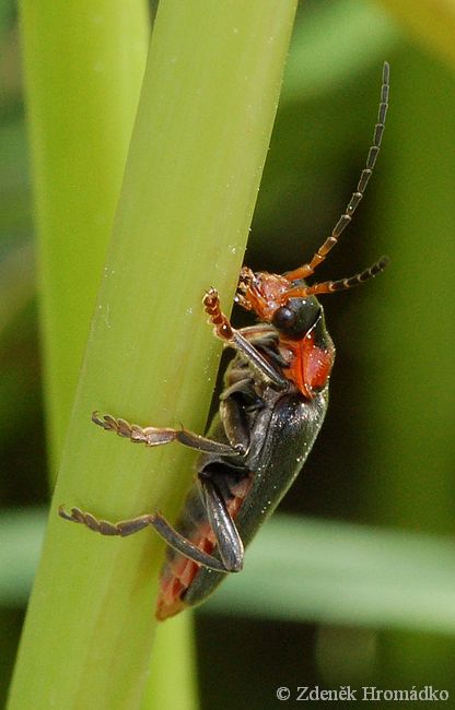 páteříček sněhový, Cantharis fusca, Cantharidae (Brouci, Coleoptera)