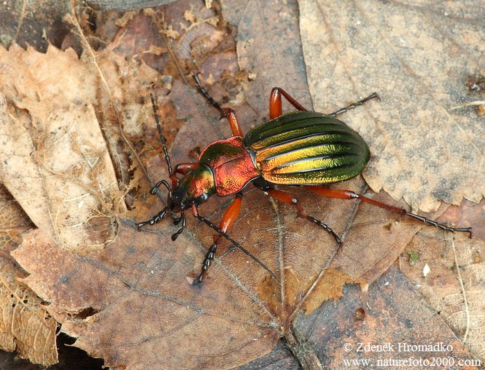 střevlík zlatolesklý, Carabus auronitens, Carabidae, Carabinae (Brouci, Coleoptera)