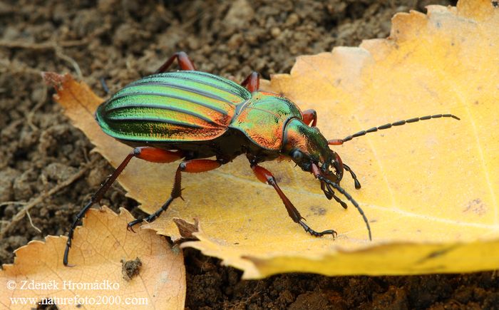 střevlík zlatolesklý, Carabus auronitens, Carabidae, Carabinae (Brouci, Coleoptera)