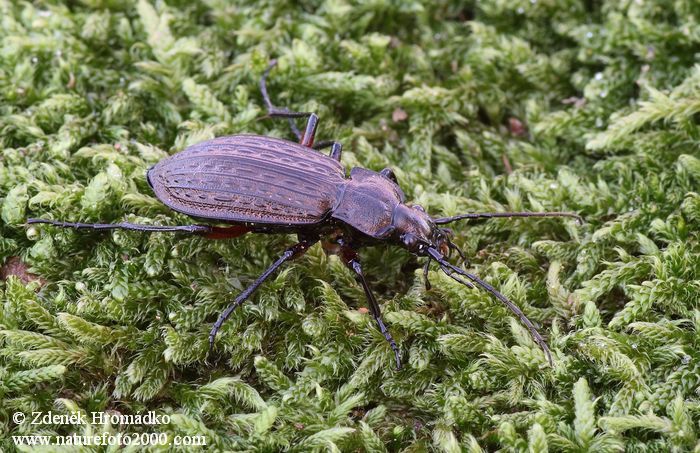 střevlík měděný, Carabus cancellatus, Carabidae, Carabinae (Brouci, Coleoptera)