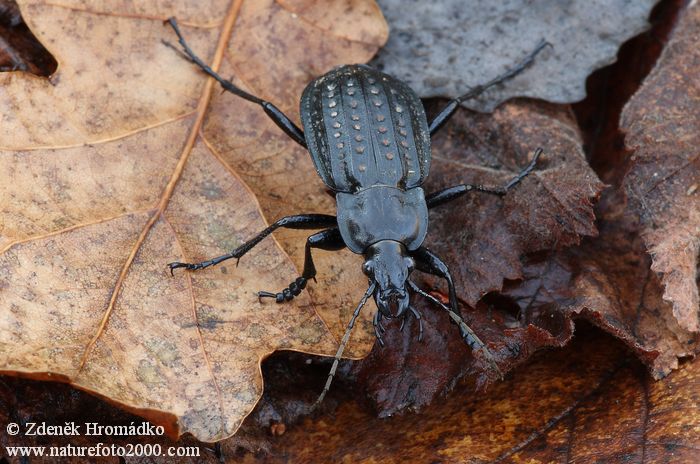 střevlík mřížkovaný, Carabus clatratus auraniensis, Carabidae, Carabinae (Brouci, Coleoptera)