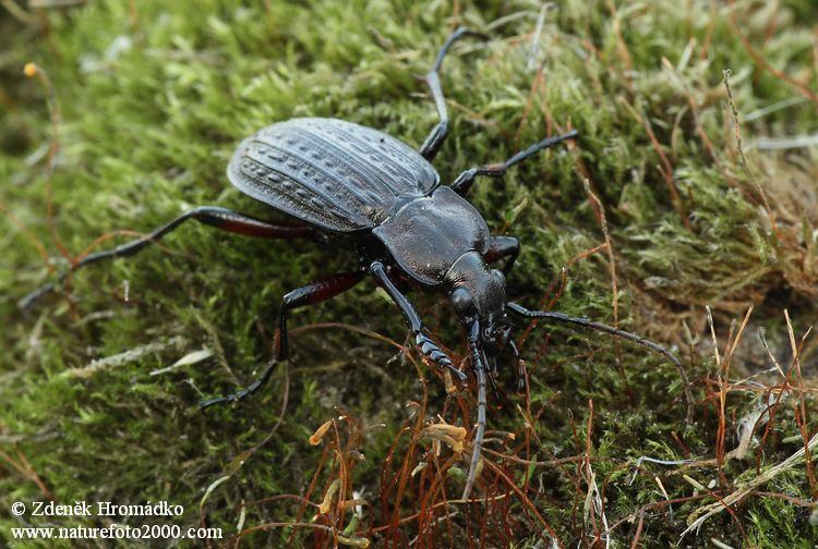 střevlík zrnitý, Carabus granulatus, Carabidae, Carabinae (Brouci, Coleoptera)