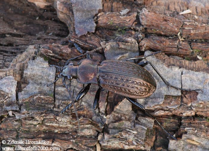 střevlík zrnitý, Carabus granulatus, Carabidae, Carabinae (Brouci, Coleoptera)