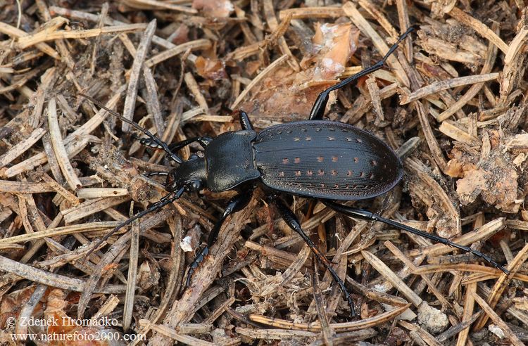 střevlík zahradní, Carabus hortensis, Carabidae, Carabinea (Brouci, Coleoptera)