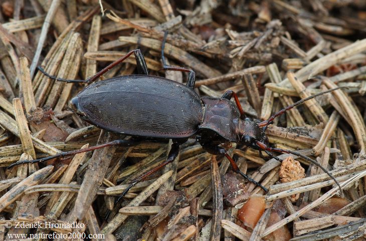 střevlík Linnéův, Carabus linnaei, Carabidae, Carabinae (Brouci, Coleoptera)