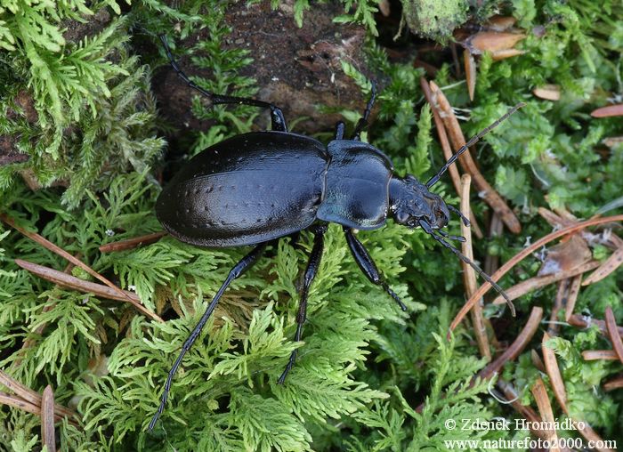 střevlík hájní, Carabus nemoralis, Carabidae, Carabinae (Brouci, Coleoptera)