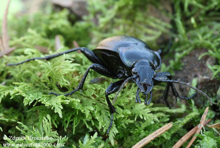 střevlík hájní, Carabus nemoralis, Carabidae, Carabinae (Brouci, Coleoptera)