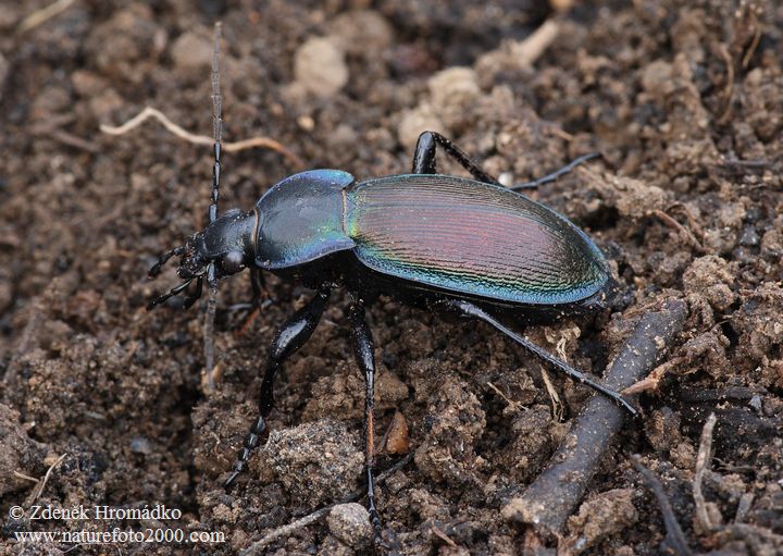 střevlík Scheidlerův, Carabus scheidleri, Carabidae, Carabinae (Brouci, Coleoptera)