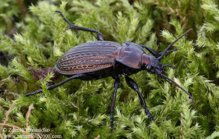 střevlík Ullrichův, Carabus ullrichii, Carabidae, Carabinae (Brouci, Coleoptera)