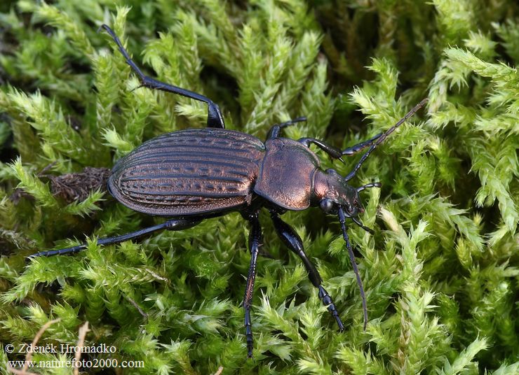 střevlík Ullrichův, Carabus ullrichii, Carabidae, Carabinae (Brouci, Coleoptera)
