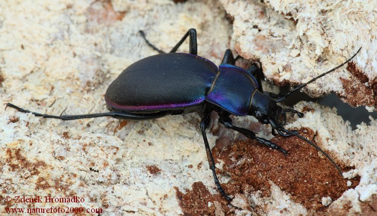 střevlík fialový, Carabus violaceus, Carabidae, Carabinae (Brouci, Coleoptera)