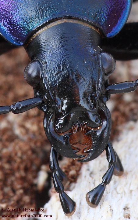 střevlík fialový, Carabus violaceus, Carabidae, Carabinae (Brouci, Coleoptera)