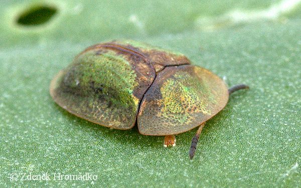štítonoš, Cassida pannonica (Brouci, Coleoptera)