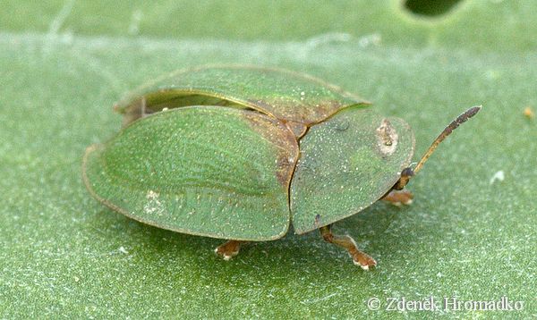 štítonoš, Cassida rubiginosa (Brouci, Coleoptera)