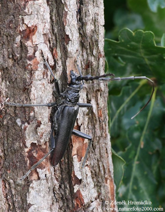 tesařík obrovský, Cerambyx cerdo, Cerambycidae, Cerambycini (Brouci, Coleoptera)