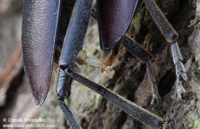 tesařík obrovský, Cerambyx cerdo, Cerambycidae, Cerambycini (Brouci, Coleoptera)