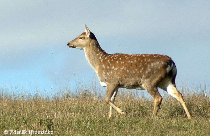 Sika, Japanese Deer, Cervus nippon, Cervidae (Mammals, Mammalia)