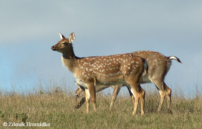 Sika, Japanese Deer, Cervus nippon, Cervidae (Mammals, Mammalia)