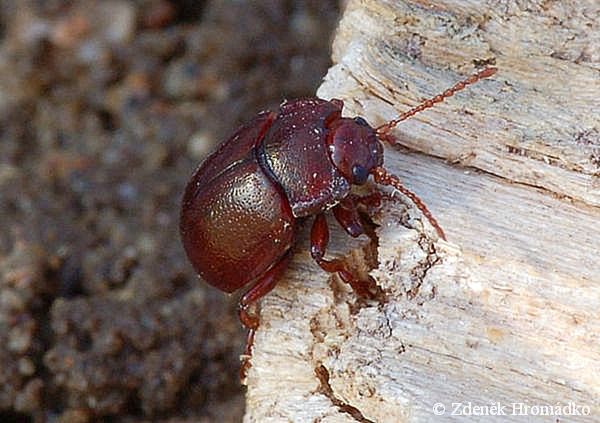 mandelinka, Chrysolina staphylaea (Brouci, Coleoptera)