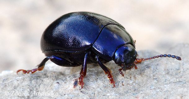mandelinka obecná, Chrysolina sturmi (Brouci, Coleoptera)