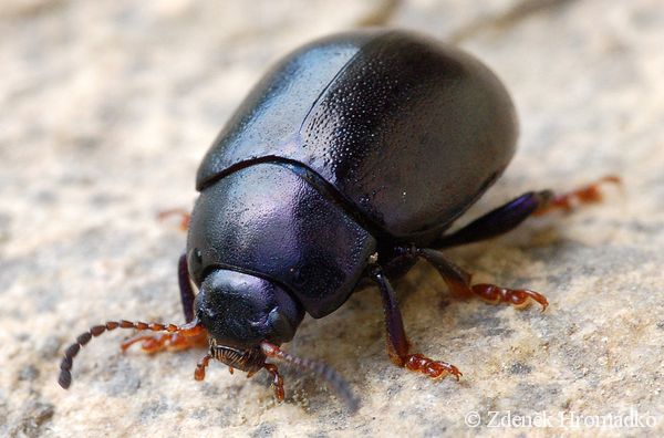 mandelinka obecná, Chrysolina sturmi (Brouci, Coleoptera)