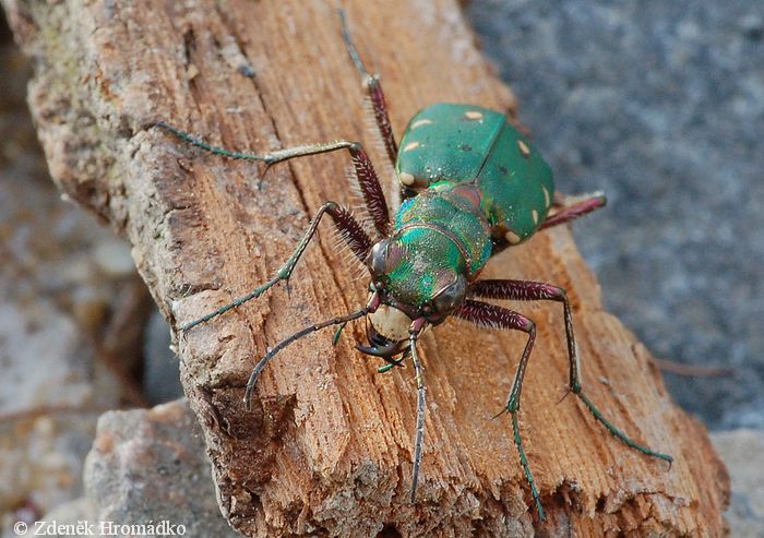 svižník polní, Cicindela campestris, Carabidae, Cicindelina (Brouci, Coleoptera)