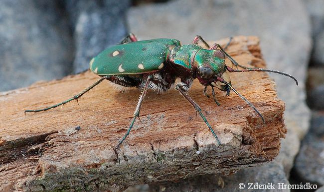 svižník polní, Cicindela campestris, Carabidae, Cicindelina (Brouci, Coleoptera)