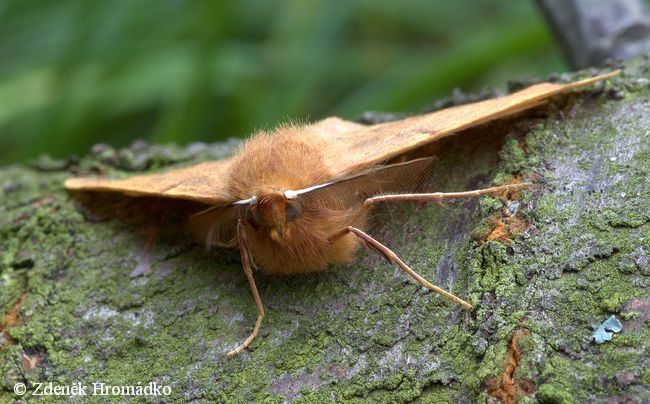 zejkovec pozdní, Colotois pennaria (Motýli, Lepidoptera)