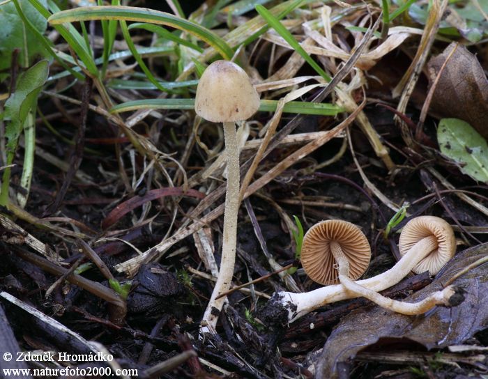 čepičatka, Conocybe Sp. (Houby, Fungi)