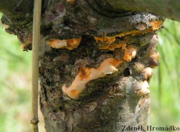 rez vejmutovková, Cronartium ribicola (Houby, Fungi)