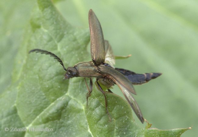 kovařík zelený, Ctenicera pectinicornis (Brouci, Coleoptera)