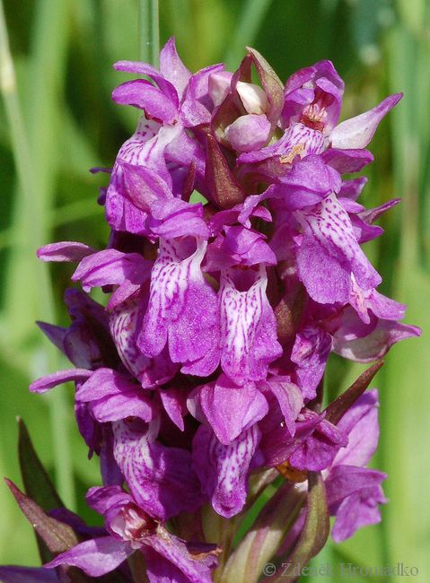 Broad-leaved marsh orchid, Dactylorhiza majalis (Plants, Plantae)