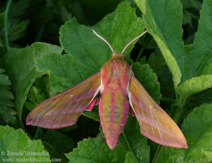 lišaj vrbkový, Deilephila elpenor (Motýli, Lepidoptera)