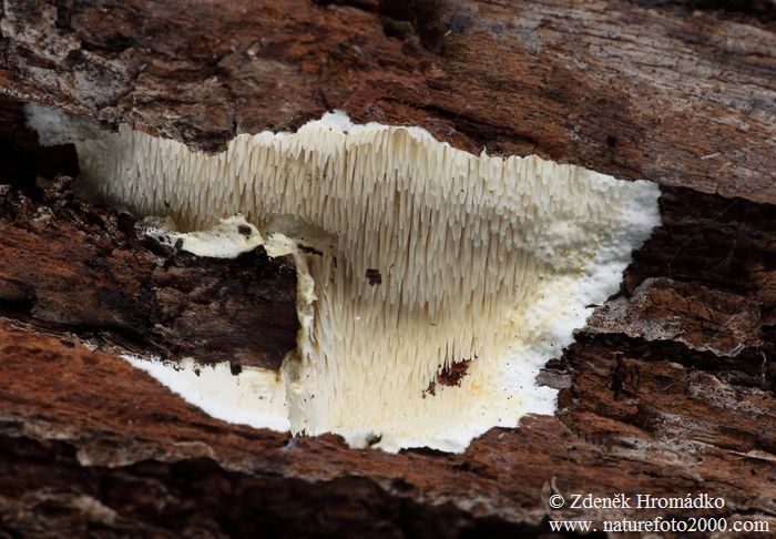 ostnateček křehký, Dentipellis fragilis (Houby, Fungi)