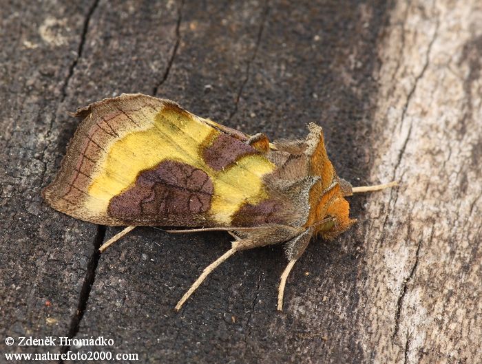 kovolesklec šedivkový, Diachrysia chrysitis (Motýli, Lepidoptera)