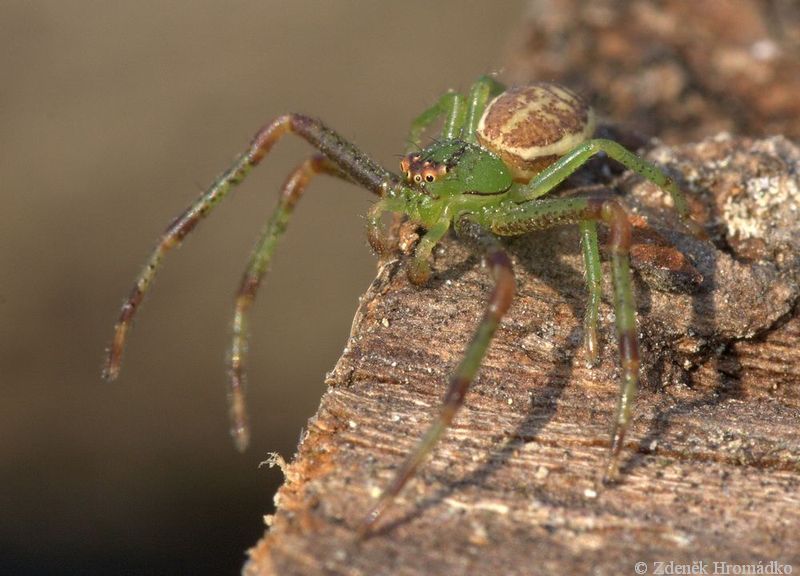 běžník zelený, Diaea dorsata (Pavouci, Arachnida)